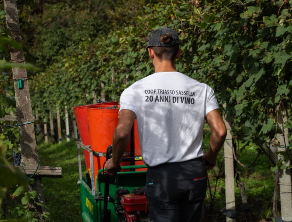 Wine production